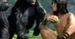 ''Tarzan. Król dżungli'': Fragmenty filmu