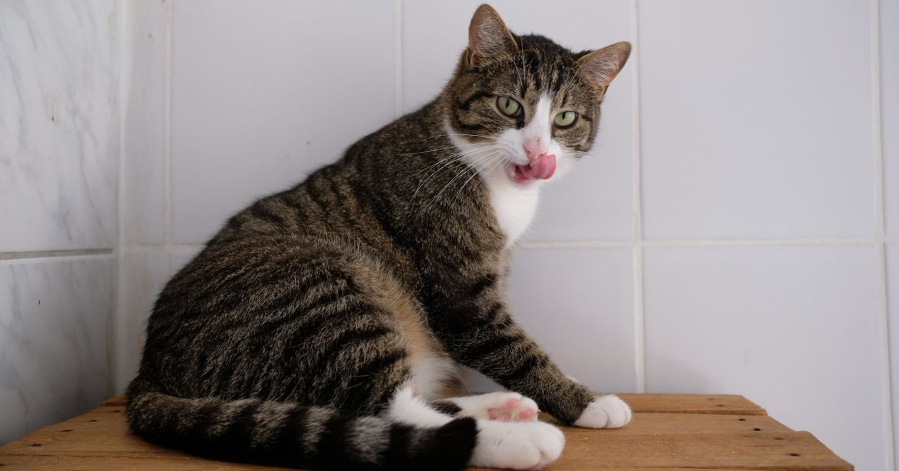 Poznań: Groźna choroba w schronisku dla zwierząt. Wstrzymane są przyjęcia i adopcje kotów