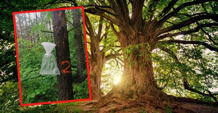 Dziwne woreczki na drzewach. "To nie są śmieci"