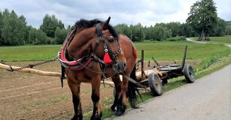 Miał ponad trzy promile alkoholu. Woźnica ledwo prowadził wóz z koniem