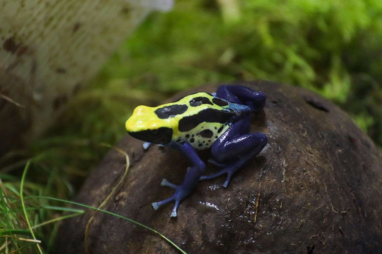 Chorzów: Kolorowe i niebezpieczne. Nowe płazy w Śląskim Ogrodzie Zoologicznym