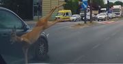 Dramat w centrum Łodzi. Sarna wyskoczyła przed nadjeżdżające auta
