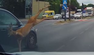 Dramat w centrum Łodzi. Sarna wyskoczyła przed nadjeżdżające auta