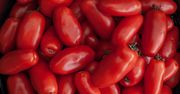 Te odmiany pomidorów chronią przed rakiem. Badania potwierdzają