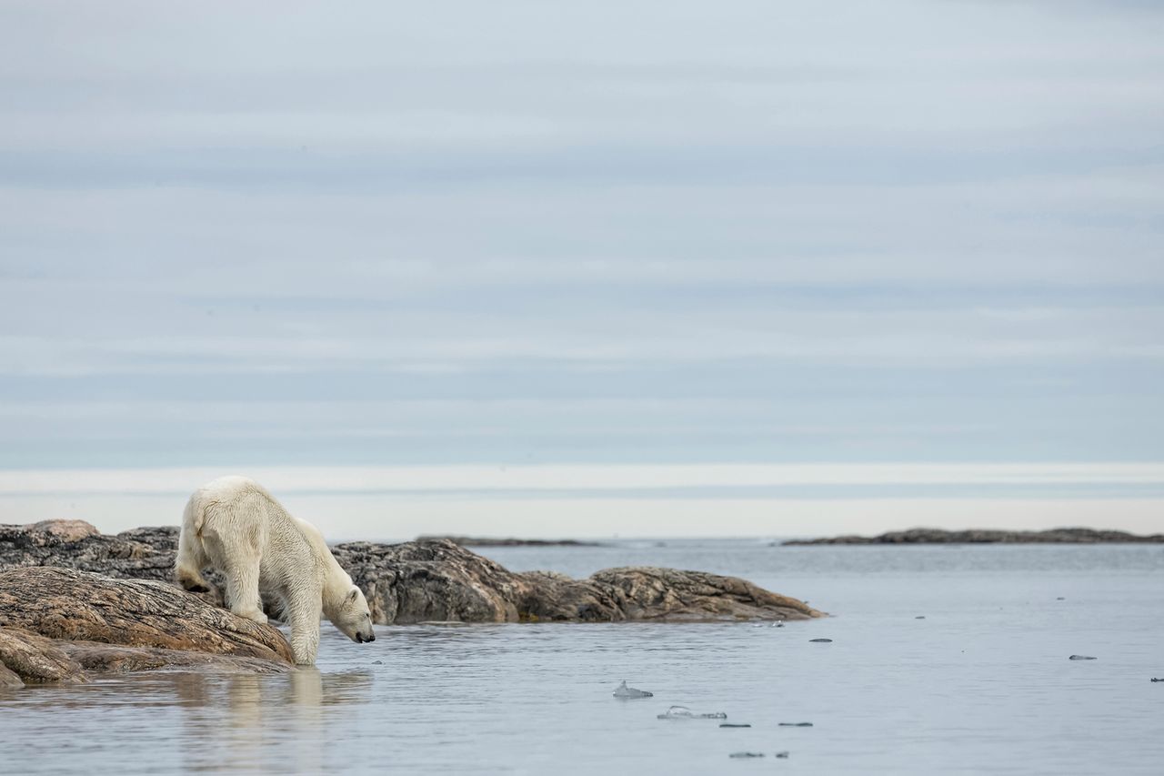 W pysku tego niedźwiedzia polarnego nigdy nie powinna znaleźć się plastikowa torba. To co my, konsumenci możemy zrobić, aby nie przyczyniać się do zanieczyszczania środowiska, to świadome wybieranie produktów, tak by ilość tworzyw sztucznych potrzebnych do ich opakowania była jak najmniejsza. Zamiast kupować wodę w plastikowych butelkach PET lepiej wyposażyć się butelkę wielorazowego użytku, a plastikowe torby na zakupy zastąpić materiałowymi.