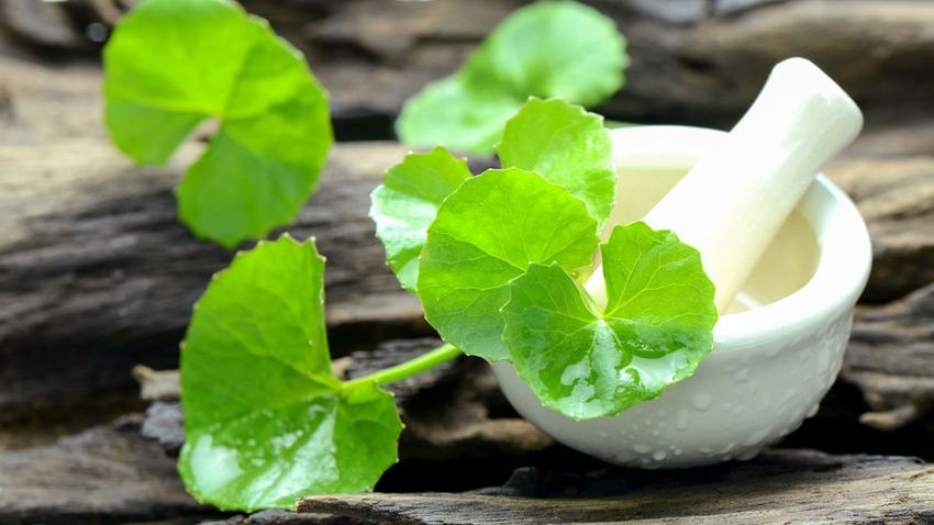 Brahmi ma pozytywny wpływ na mózg