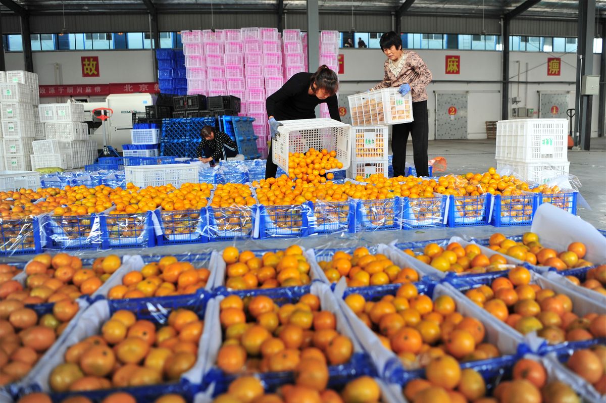 Ogromny transport narkotyków umieszczony został w dostawie owoców pomarańczy