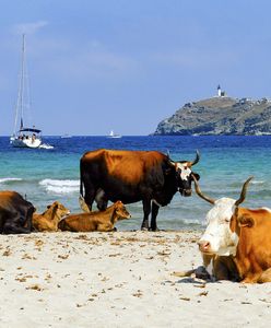 Korsyka. Agresywne krowy atakują plażowiczów