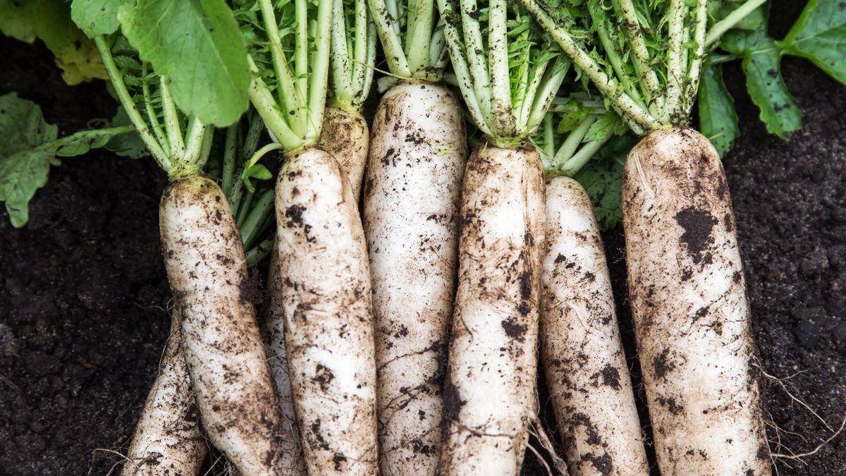 Daikon