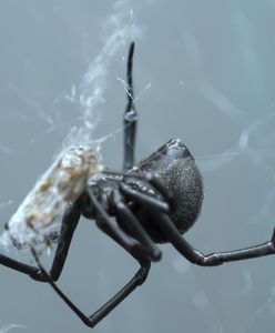 Jadowity pająk rozmnaża się blisko Polski. To gatunek z Azji