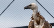 Rzadki drapieżny ptak zadomowił się w MZGOK i przyciąga tłumy ornitologów