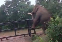 Słoń próbował przejść przez płot. Urocze nagranie [WIDEO]