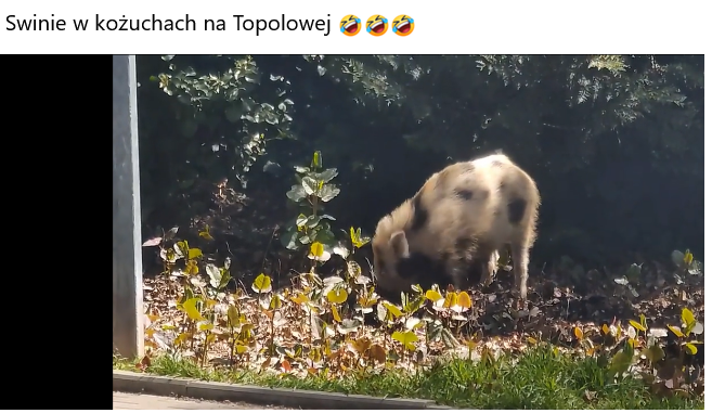 Mieszkańcy na lokalne facebookowe grupy wrzucają zdjęcia dzików.