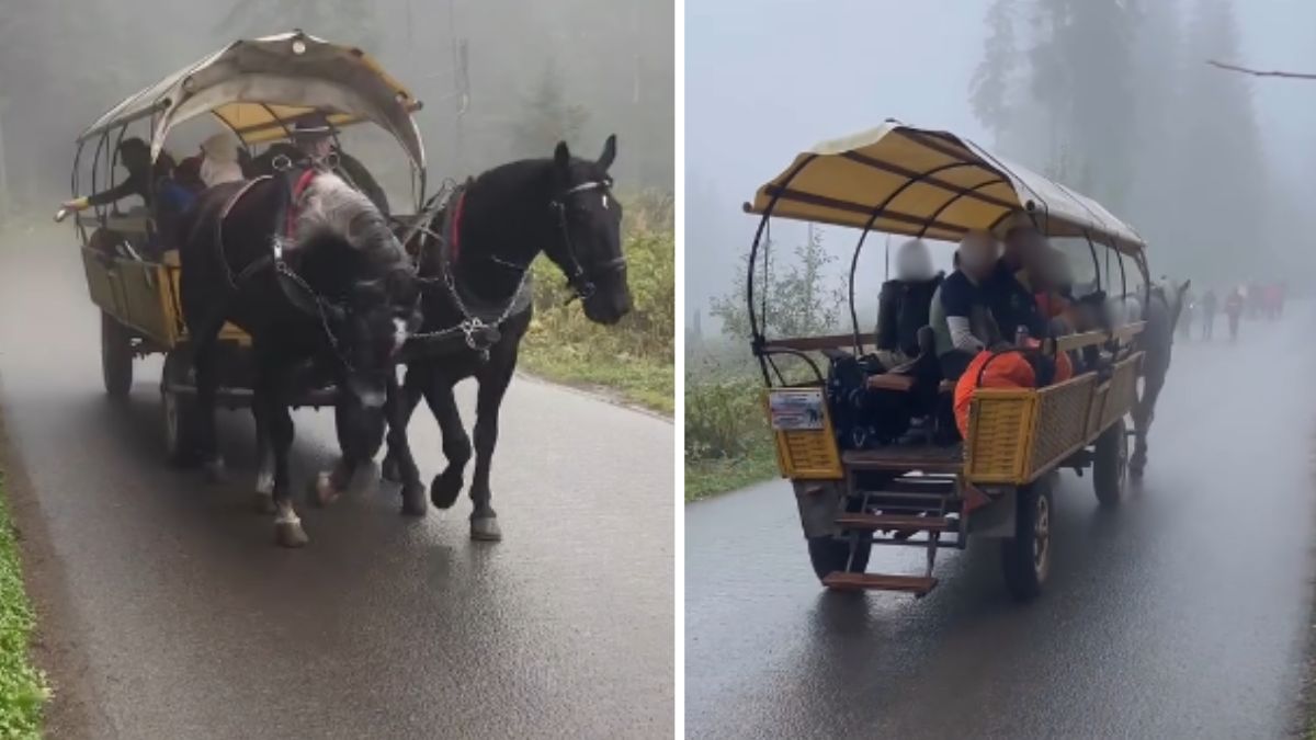 Transport konny w Tatrach w ogniu krytyki 