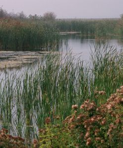 Koszmar w Lelystad. Ojciec zabił 18-letnią córkę