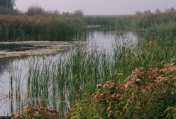Koszmar w Lelystad. Ojciec zabił 18-letnią córkę