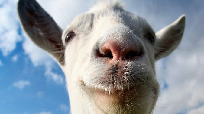 Najpierw Symulator Kozy, teraz ryba grająca w Pokemony. Jak można tracić na to czas?! 1