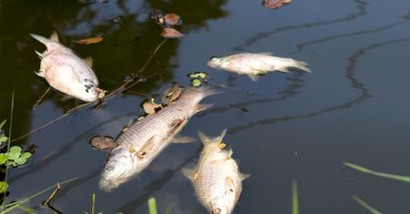 Tysiące śniętych ryb na Odrze. "Ogromna katastrofa ekologiczna"