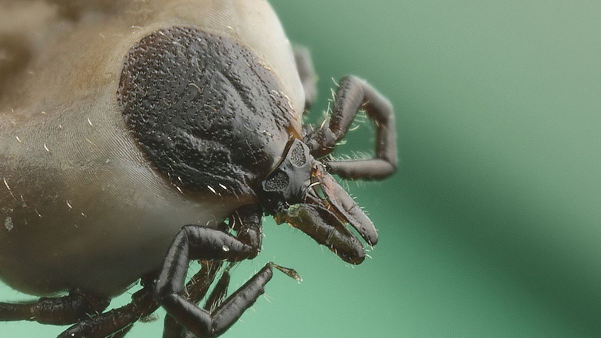 Coraz więcej Kanadyjczyków zgłasza się do lekarza z chorobą przenoszoną przez kleszcze