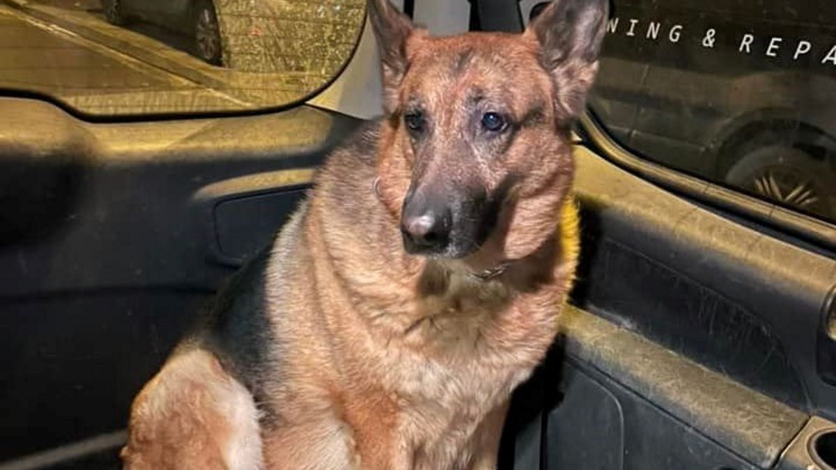 Leila towarzyszy swojemu właścicielowi w pracy