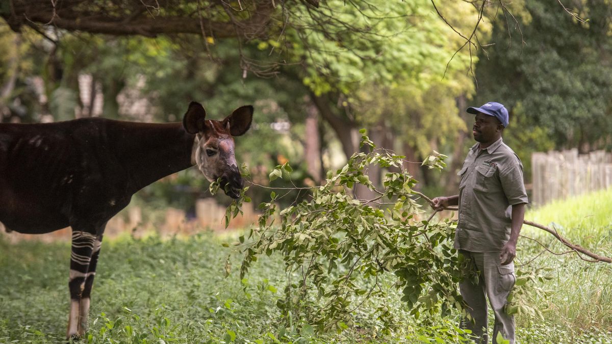 Złoto wydobywane było w Parku Narodowym Okapi. To właśnie tam żyją okapi leśne (na zdjęciu).