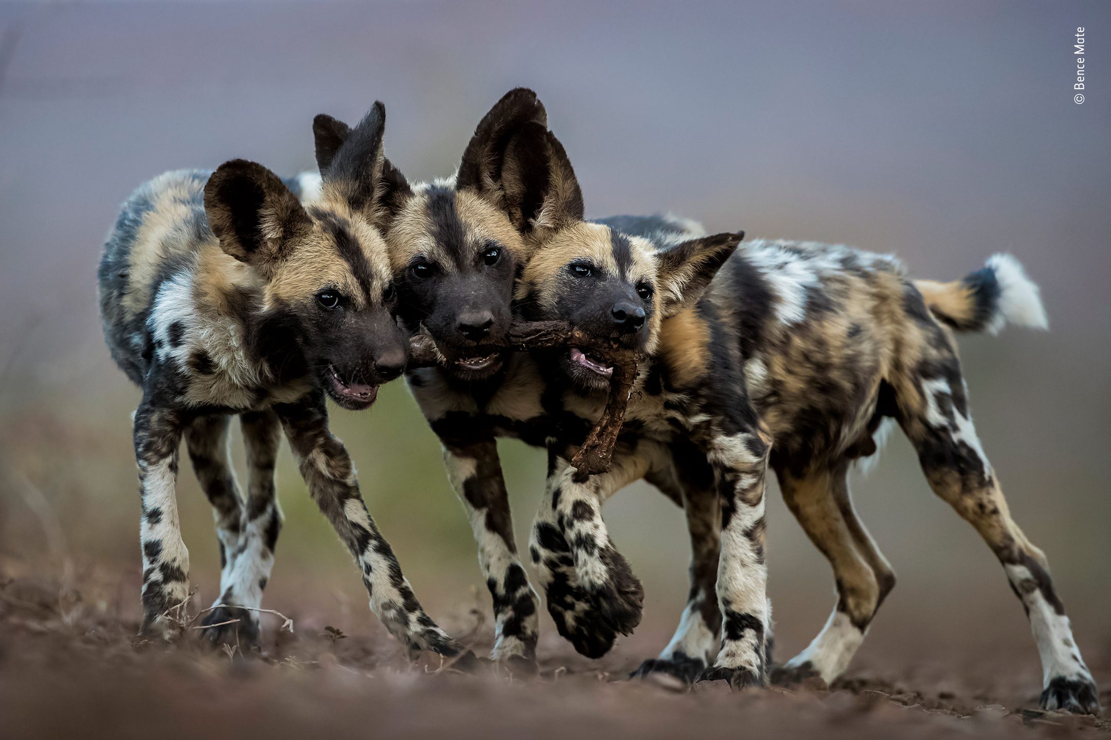 Panasonic przyzna nagrodę publiczności w konkursie Wildlife Photographer of the Year 20