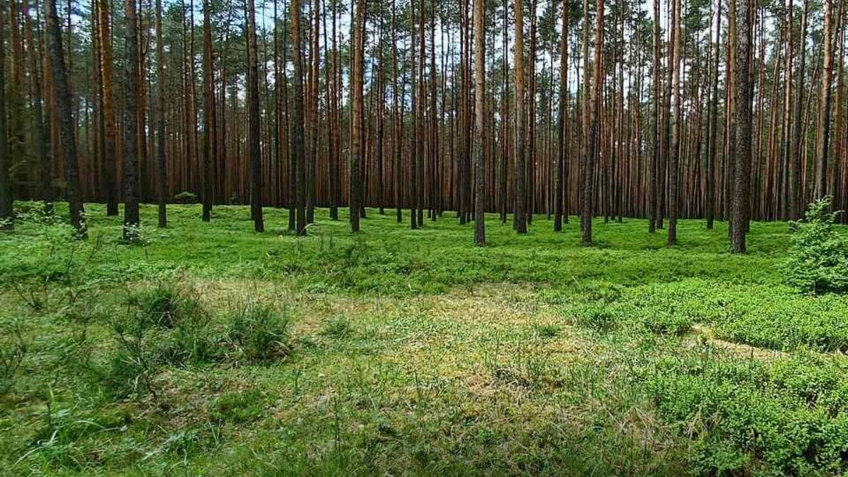 Park Krajobrazowy Lasy nad Górną Liswartą