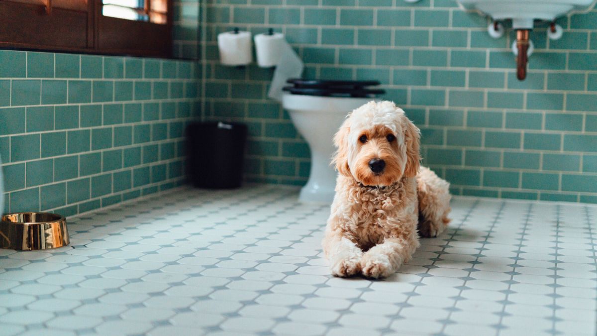 Pies leży w łazience