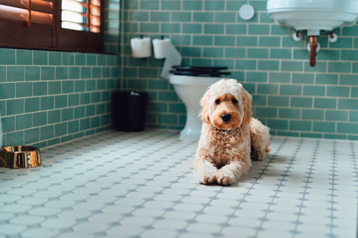 Pies leży w łazience