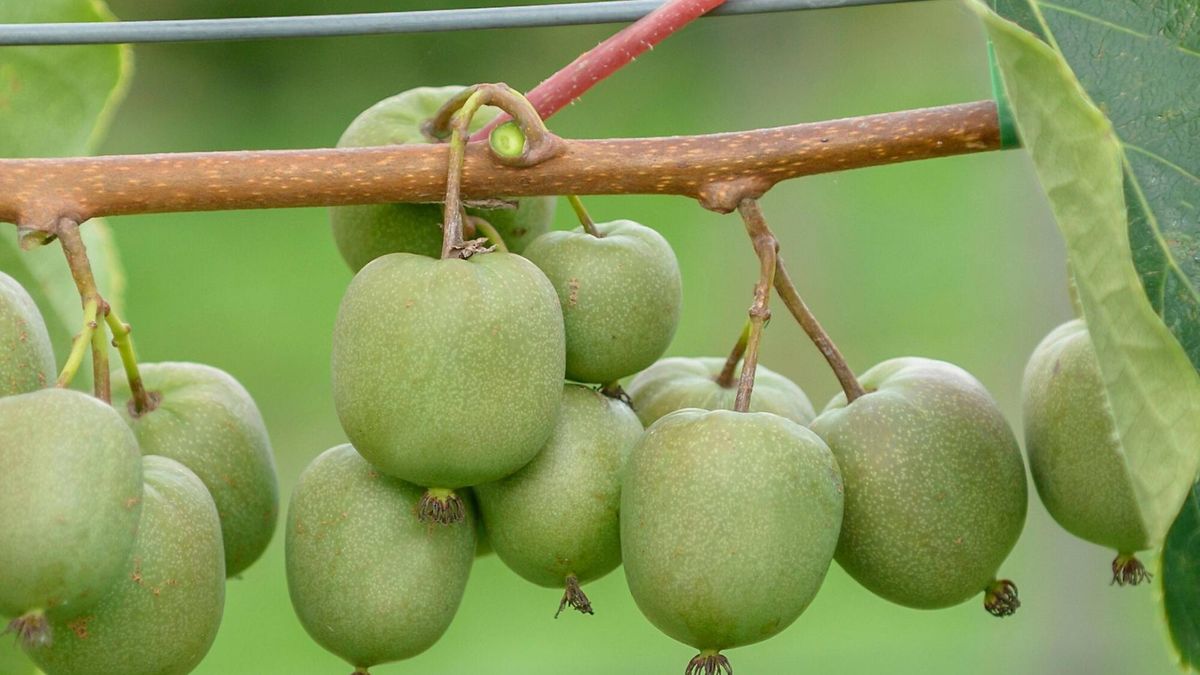 Minikiwi staje się coraz bardziej popularne