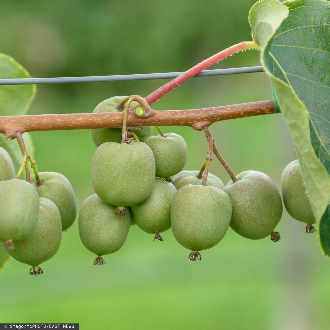 Najzdrowszy owoc na świecie rośnie w Polsce. Mało kto o nim wie