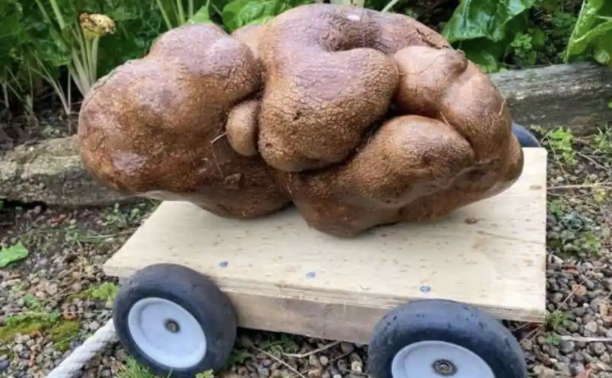 Imponujący ziemniak doczekał się wielu publikacji i zajął miejsce w wiadomościach. Teraz nowozelandzki Doug został wykreślony z Księgi Rekordów Guinnessa