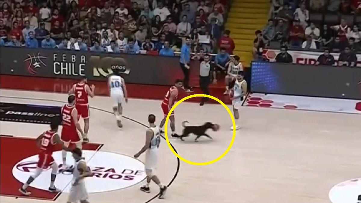 Facebook / oficjalny profil FIBA / Taki gość pojawił się na parkiecie podczas meczu Chile - Argentyna