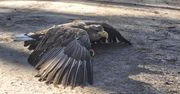 Bielik w potrzebie! Leśnicy z Jastrowia ruszyli na ratunek