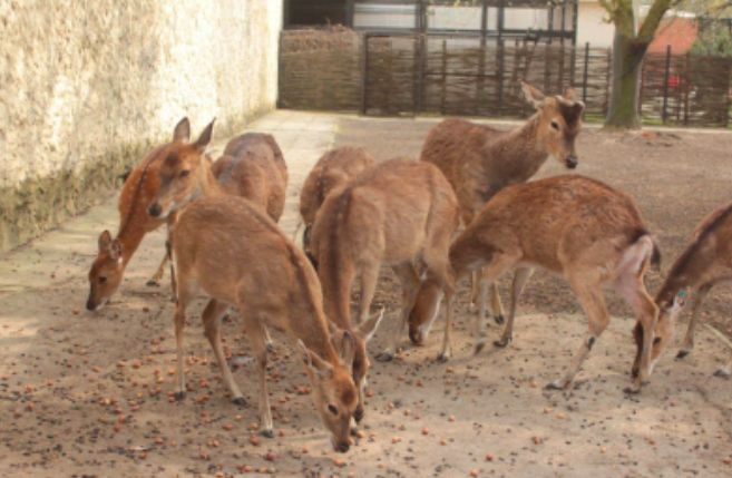 Warszawa. Ziele zwierzaków w zoo ucieszy się z żołędzi i orzeszków, które tradycyjnie warszawiacy dostarczają do placówki. Potrzeba aż 2 tysiące kilogramów żołędzi, 200 kilogramów orzechów włoskich i tyle samo laskowych (Zoo)