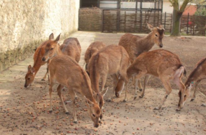 Warszawa. Przysmaki, których pragną makaki. Zoo czeka na orzeszki i żołędzie