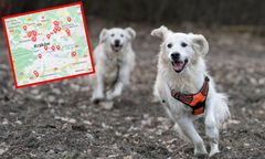 Niepokojące zjawisko w Krakowie ws. psów. Pilna prośba radnego