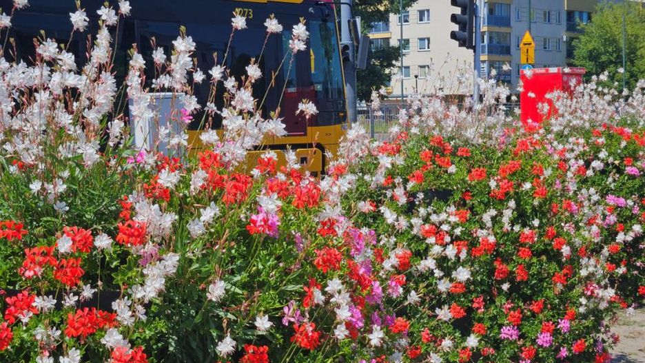 Autobus z czerwonym dachem zatrzymuje się obok kolorowych kwiatów w intensywnych odcieniach czerwieni i bieli.