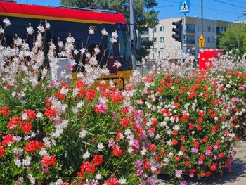 Warszawa: Pelargonie do wzięcia z pętli autobusowych i tramwajowych