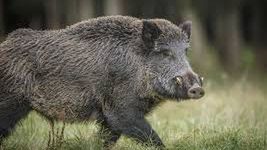 ASF w Polsce. Część gmin pozbędzie się statusu "niebieskich stref"