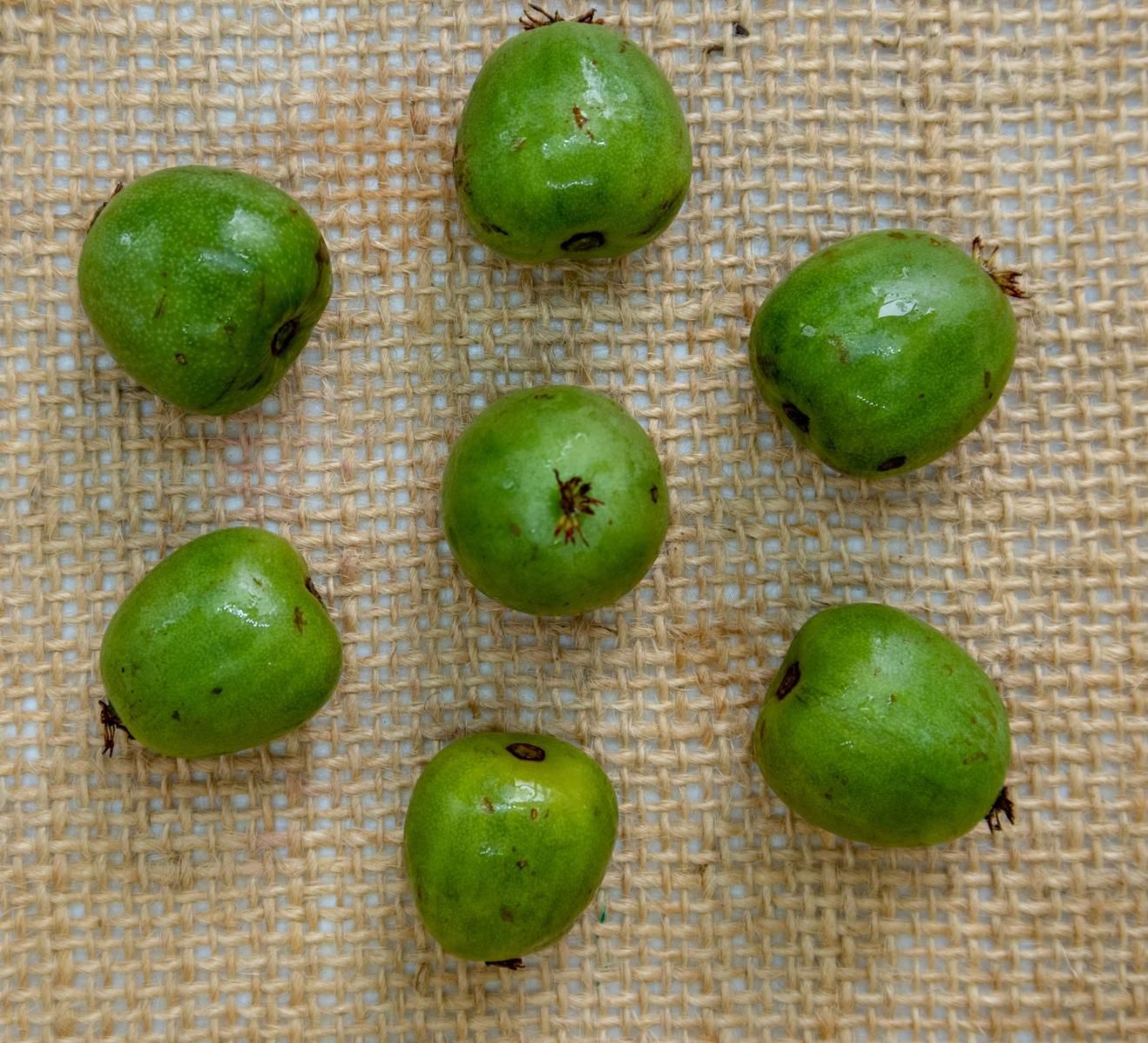 Minikiwi to prawdziwe superfood