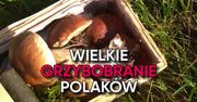 Wielkie grzybobranie Polaków. Zdjęcia czytelników WP (WIDEO)