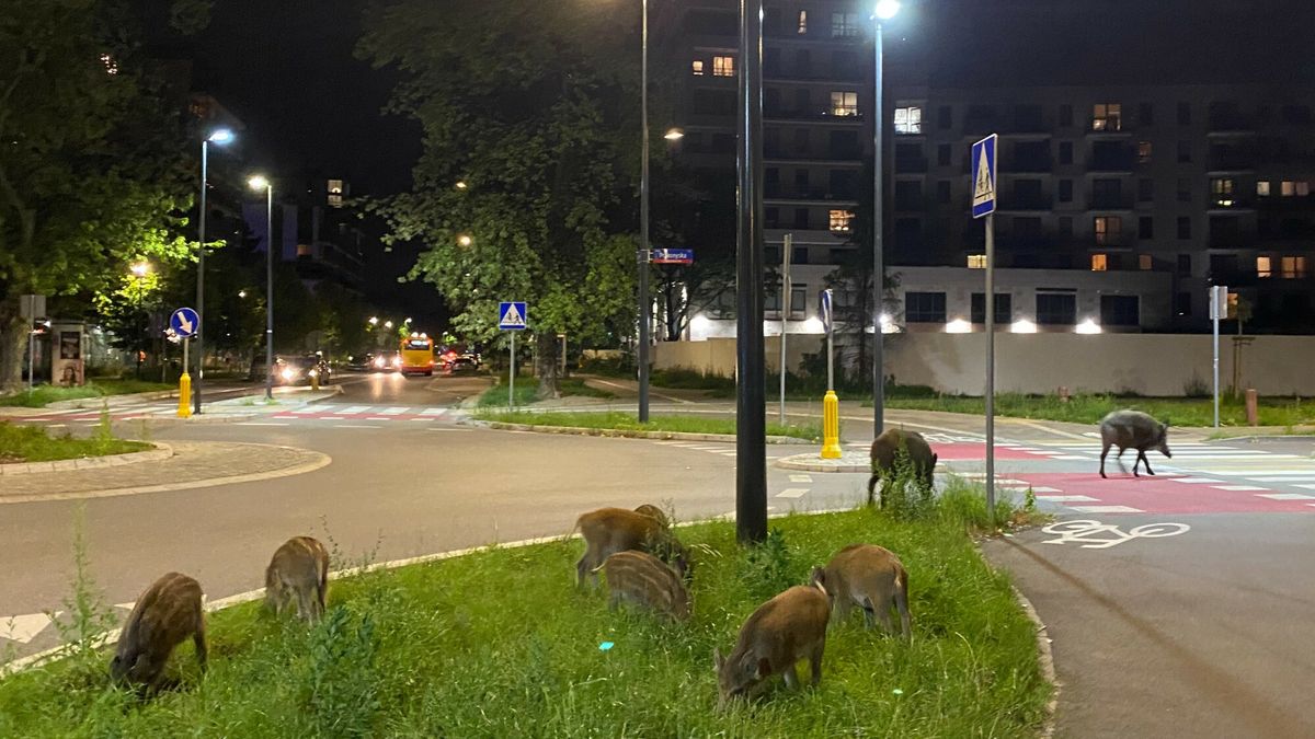 Stado dzików w Warszawie