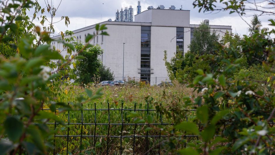 Stare ogrodzenie, chaszcze z samosiejek i plan, który ma polepszyć stan terenu przy Powstańców Wielkopolskich.