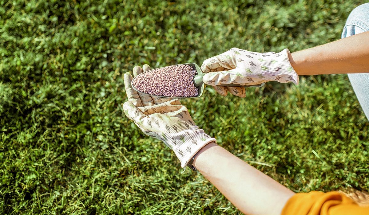 Trawnik po zimie wygląda fatalnie? Marzec to ostatni moment na ratunek