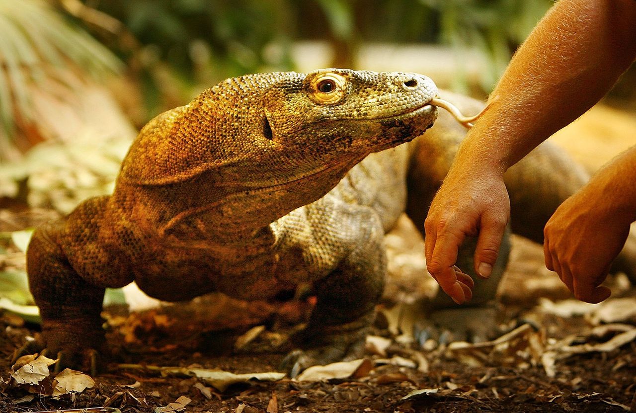 Łączna populacja waranów z Komodo liczy ok. 3000 osobników.