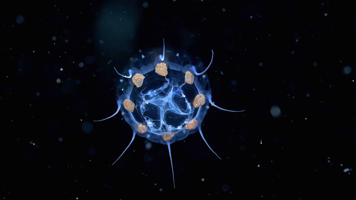 Niesamowite morskie stworzenia w zwolnionym tempie. Nurek pokazuje świat morskich toni 1