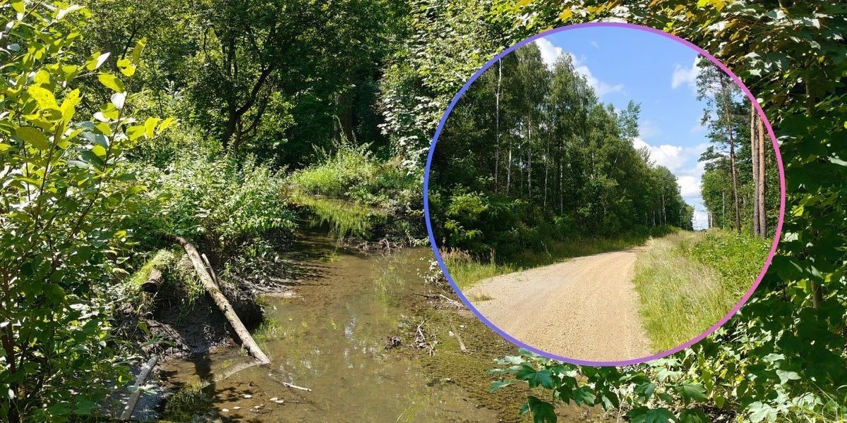 Sosnowiec: Mokradła Lasu Zagórskiego pod specjalną ochroną