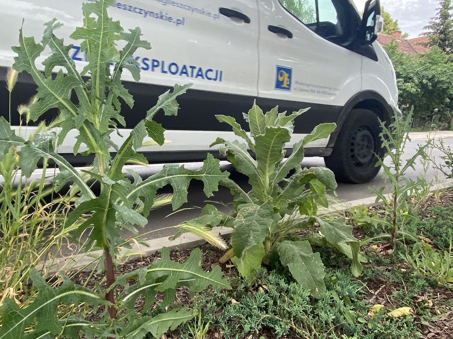 Ulica Dożynkowa w Lesznie