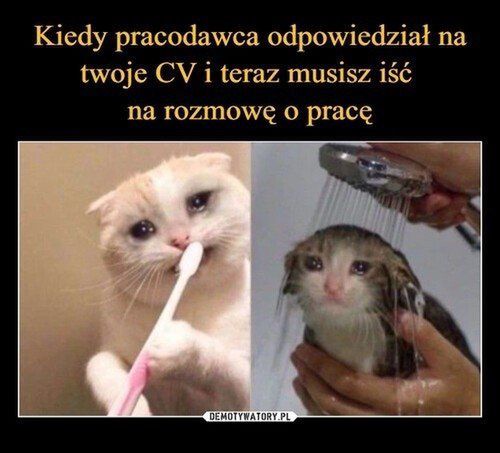 Memy na Dzień Kota